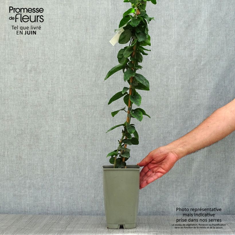 Spécimen de Jasmin d'Arabie - Jasminum sambac Pot de 2L/3L tel que livré en été