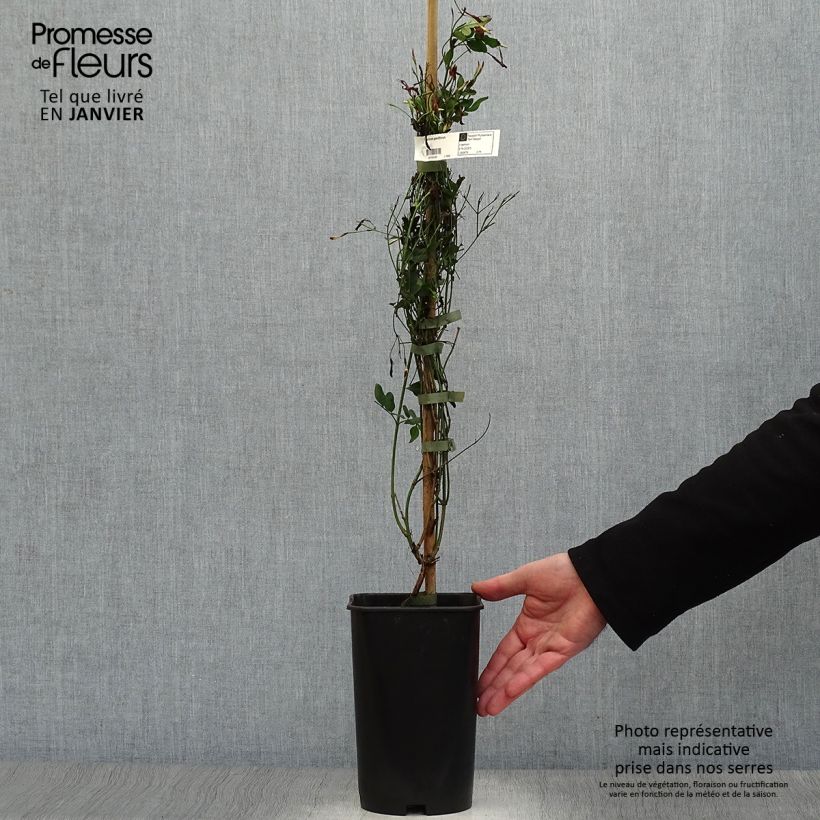 Spécimen de Jasmin d'Espagne - Jasminum grandiflorum Pot de 2L/3L tel que livré en hiver
