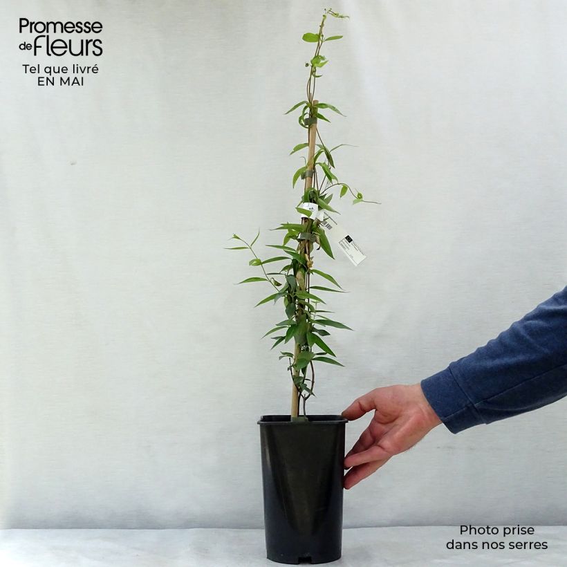 Gelsemium sempervirens - Gelsomino della Carolina Vaso da 2L/3L esemplare consegnato in primavera