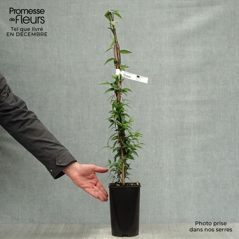 Spécimen de Jasmin de Virginie - Gelsemium sempervirens Pot de 2L/3L tel que livré en hiver