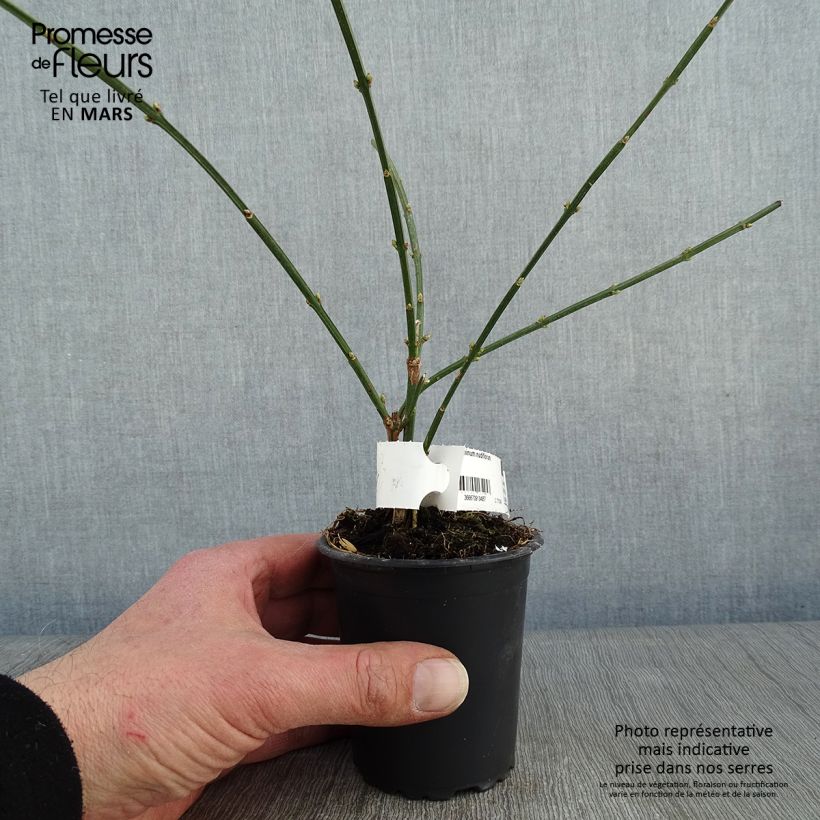 Spécimen de Jasmin d'hiver - Jasminum nudiflorum Godet de 8/9 cm tel que livré en hiver