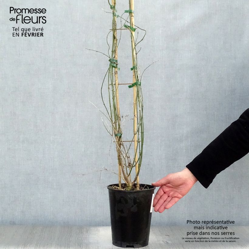Spécimen de Jasmin d'hiver - Jasminum nudiflorum Pot de 2L/3L tel que livré en hiver