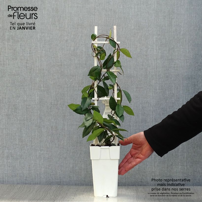 Spécimen de Jasmin étoilé - Trachelospermum jasminoïdes Star Of Venice Pot de 2L/3L tel que livré en hiver