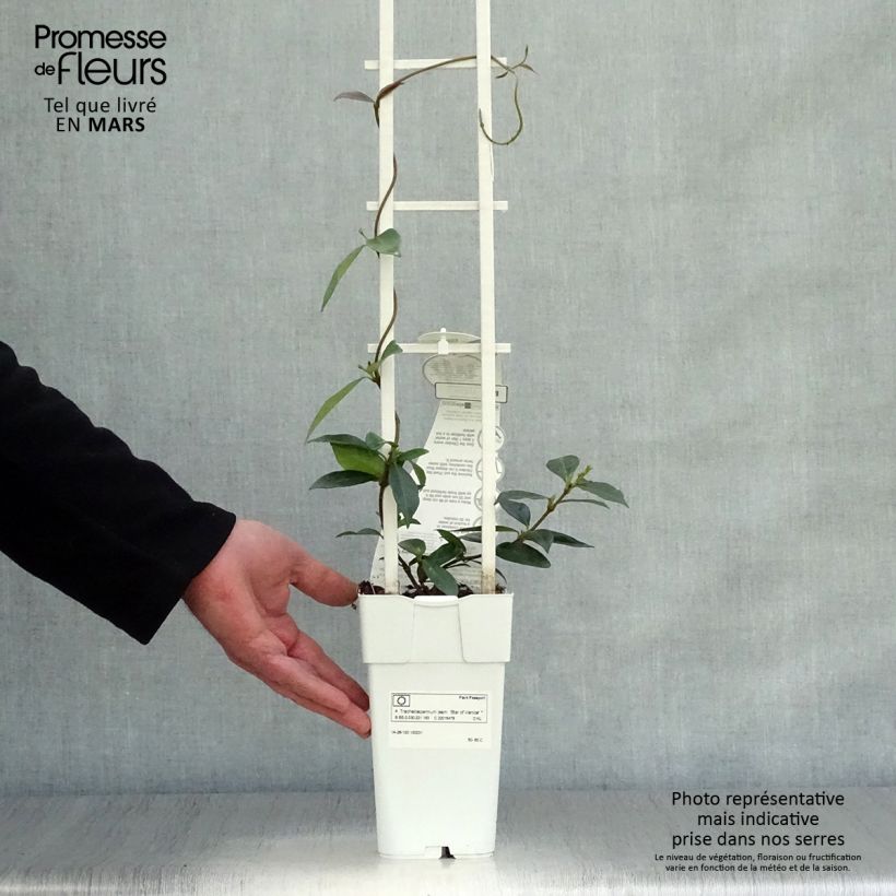 Spécimen de Jasmin étoilé - Trachelospermum jasminoïdes Star Of Venice Pot de 2L/3L tel que livré au printemps