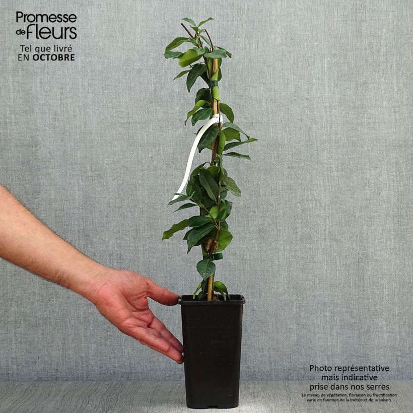 Spécimen de Jasmin étoilé - Trachelospermum jasminoides Pot de 1L/1,5L tel que livré en automne