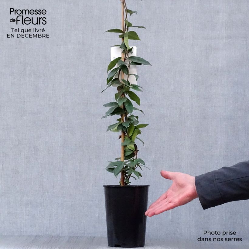 Spécimen de Jasmin étoilé - Trachelospermum jasminoides Pot de 2L/3L tel que livré en hiver