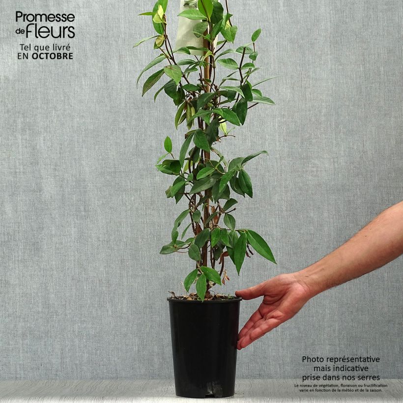 Spécimen de Jasmin étoilé - Trachelospermum jasminoides Pot de 2L/3L tel que livré en automne