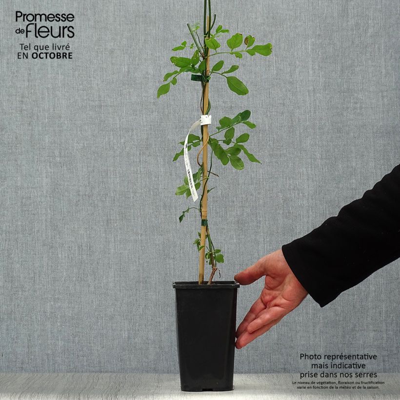Spécimen de Jasmin officinal - Jasminum officinale Affinis Pot de 1,5L/2L tel que livré en automne