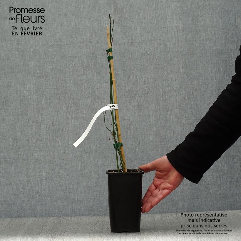 Spécimen de Jasmin officinal - Jasminum officinale Affinis Pot de 1,5L/2L tel que livré en hiver