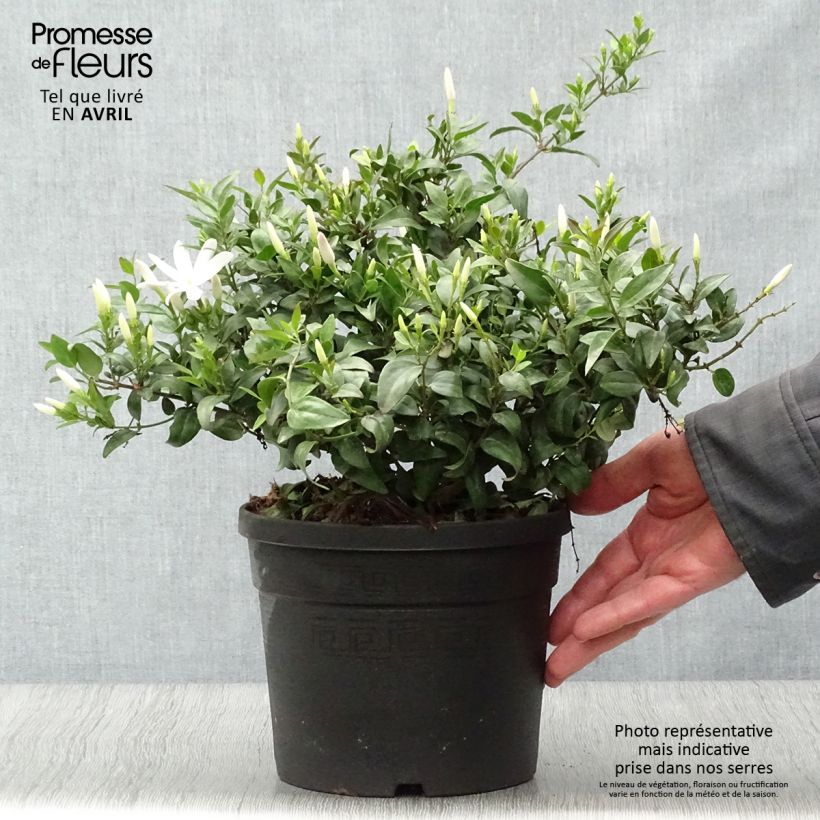 Spécimen de Jasmin sauvage étoilé - Jasminum multipartitum Pot de 2L/3L tel que livré au printemps