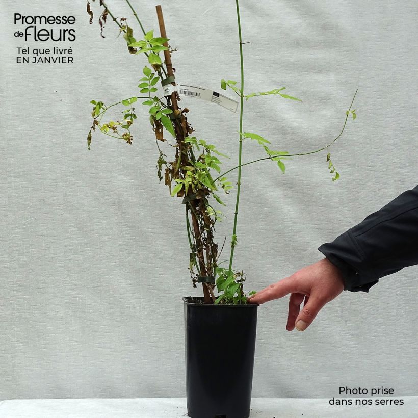 Spécimen de Jasmin blanc - Jasminum officinale Aureum tel que livré en hiver