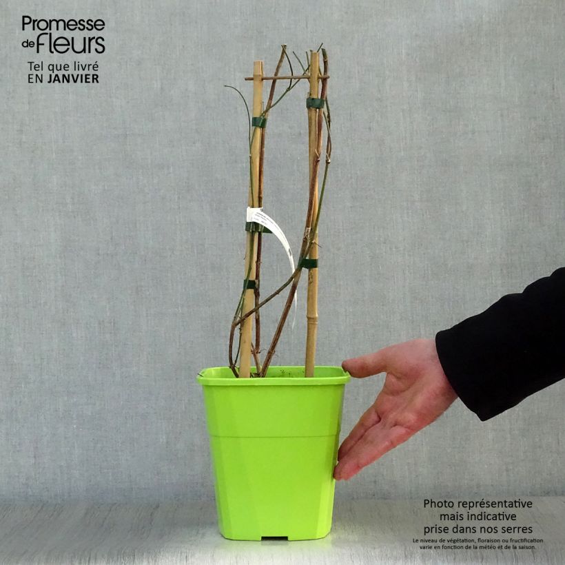 Spécimen de Jasminum officinale Clotted Cream - Jasmin parfumé Pot de 1,5L/2L tel que livré en hiver