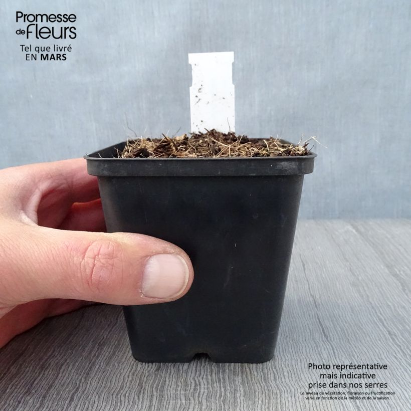 Spécimen de Jeffersonia diphylla Godet de 8/9 cm tel que livré au printemps