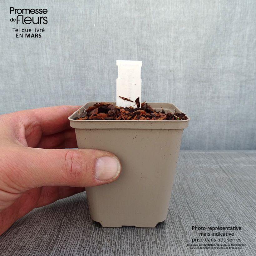 Spécimen de Jeffersonia diphylla Godet de 8/9 cm tel que livré en hiver