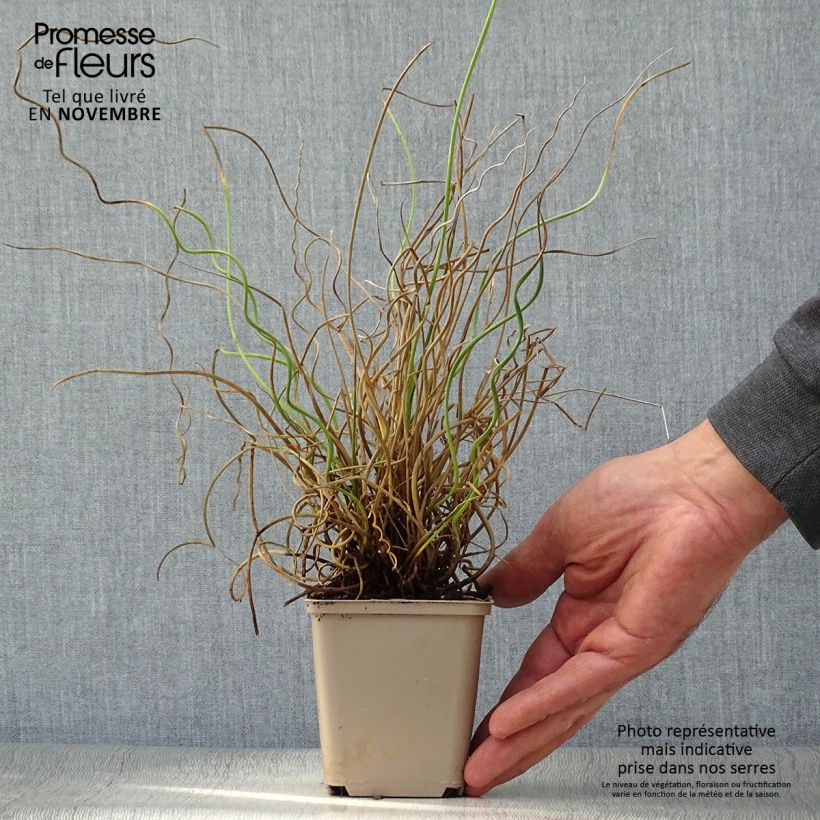 Spécimen de Juncus effusus Spiralis - Jonc spiralé Godet de 8/9 cm tel que livré en automne