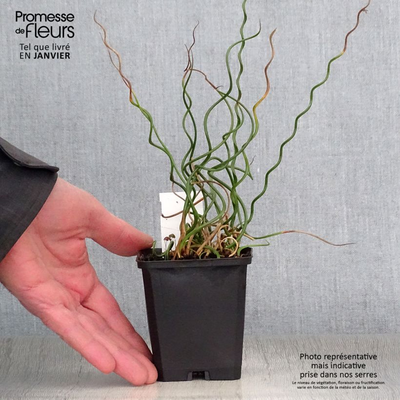 Spécimen de Juncus effusus Spiralis - Jonc spiralé Godet de 8/9 cm tel que livré en hiver