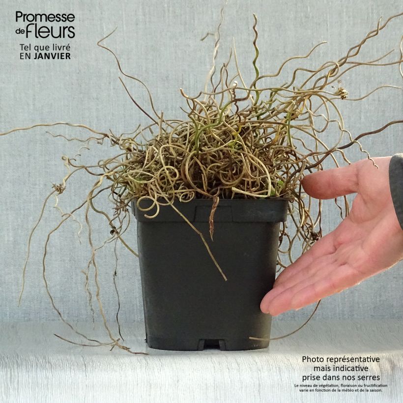 Spécimen de Juncus effusus Spiralis - Jonc spiralé Pot de 2L/3L tel que livré en hiver