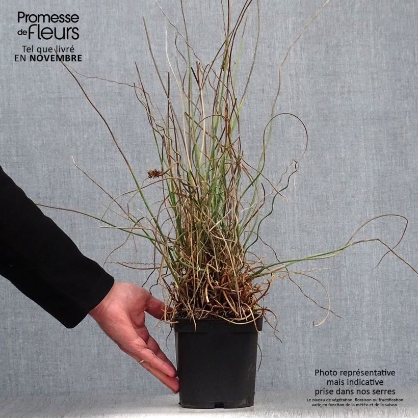 Spécimen de Juncus effusus Spiralis - Jonc spiralé Pot de 2L/3L tel que livré en automne