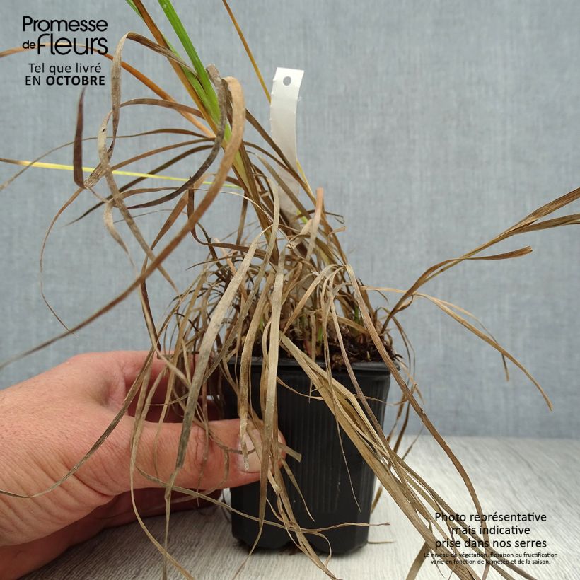 Spécimen de Juncus ensifolius Godet de 8/9 cm tel que livré en automne