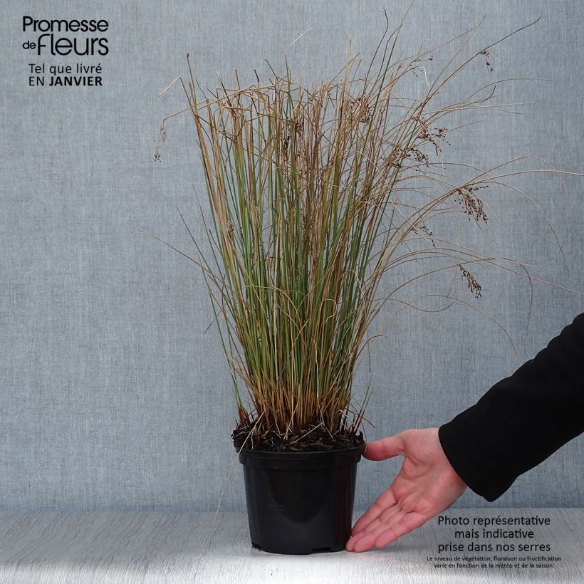 Spécimen de Juncus inflexus Blue Arrows - Jonc glauque Pot de 2L/3L tel que livré en hiver