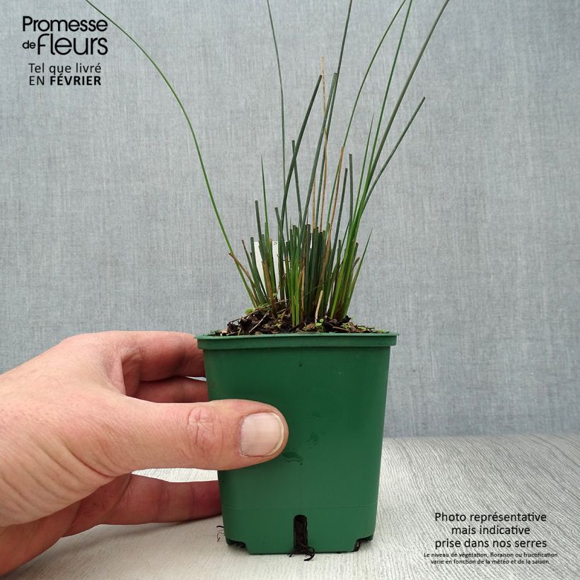 Spécimen de Juncus inflexus Blue Dart - Jonc glauque Godet de 8/9 cm tel que livré en hiver