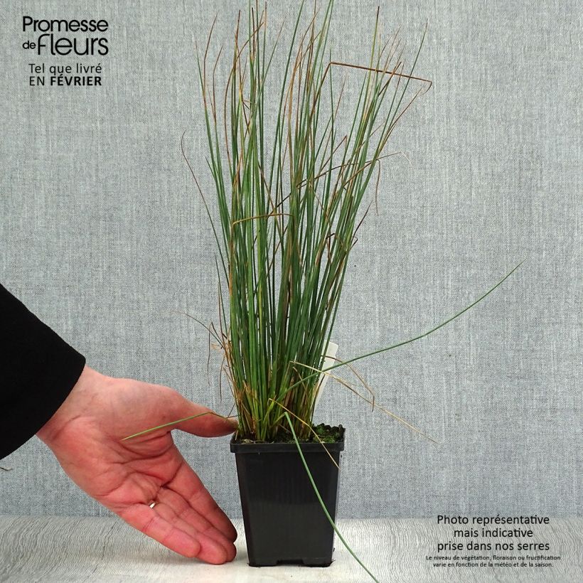 Spécimen de Juncus inflexus - Jonc des jardiniers Godet de 8/9 cm tel que livré en hiver