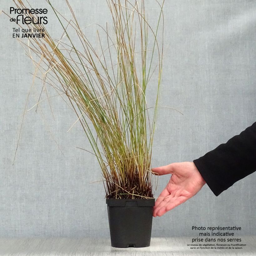 Spécimen de Juncus inflexus - Jonc des jardiniers Pot de 2L/3L tel que livré en hiver
