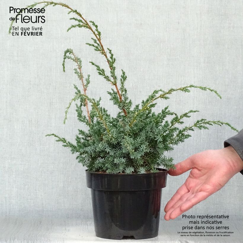Spécimen de Juniperus chinensis Blue Alps - Genévrier de Chine Pot de 2L/3L tel que livré en hiver