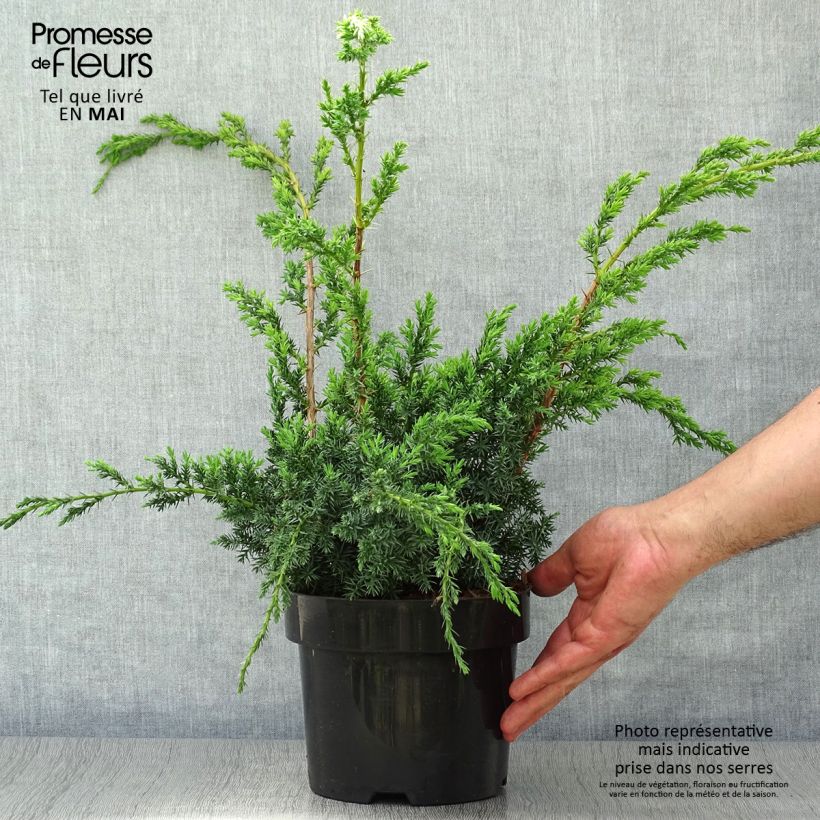 Spécimen de Juniperus chinensis Blue Alps - Genévrier de Chine Pot de 2L/3L tel que livré au printemps