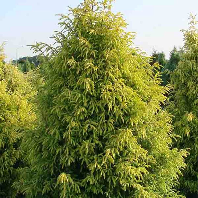 Genévrier commun - Juniperus communis Gold Cone (Port)