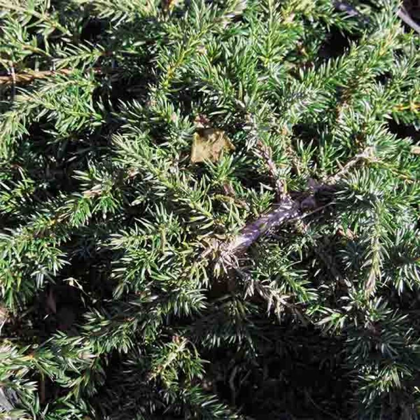 Genévrier commun - Juniperus communis Green Carpet    (Feuillage)