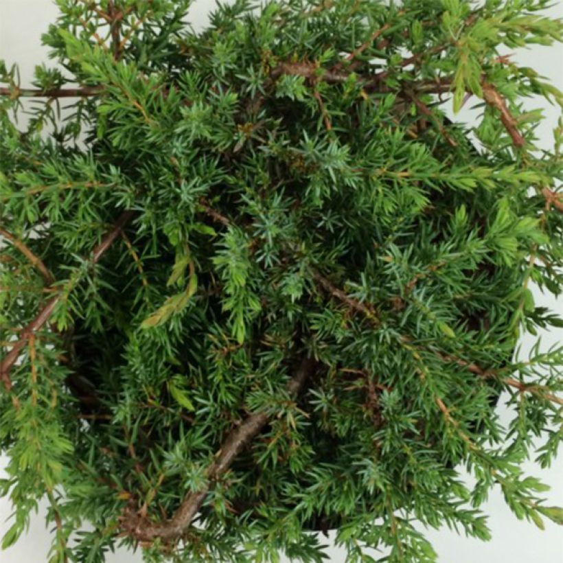 Juniperus communis Hornibrookii - Genévrier commun (Feuillage)