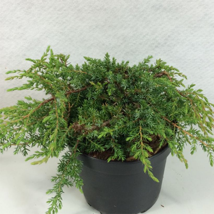 Juniperus communis Hornibrookii - Genévrier commun (Port)