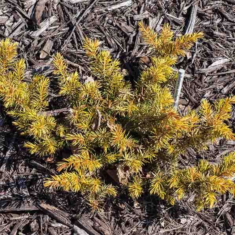 Genévrier des plages - Juniperus conferta All Gold (Port)