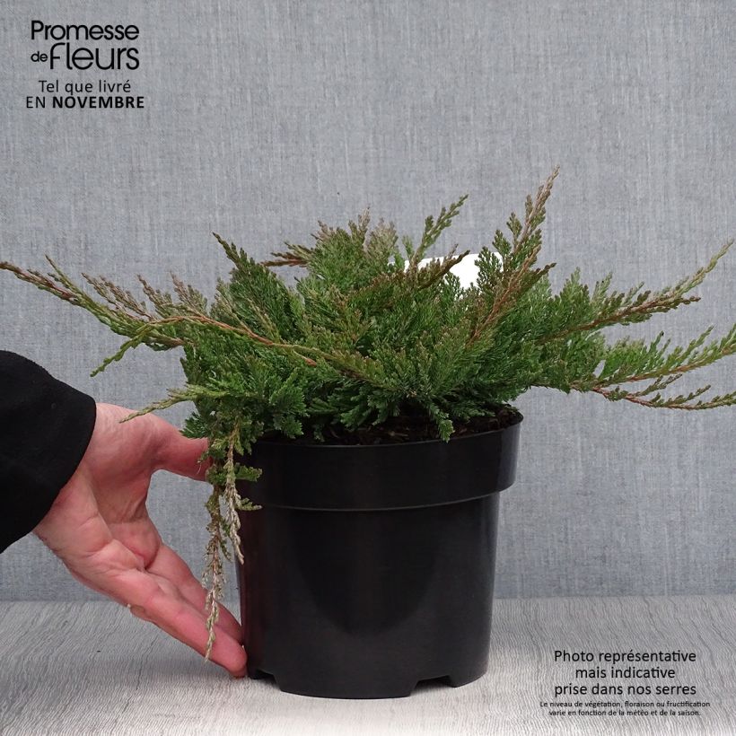 Spécimen de Juniperus horizontalis Blue Chip - Genévrier rampant               Pot de 2L/3L, Largeur 20cm tel que livré en automne