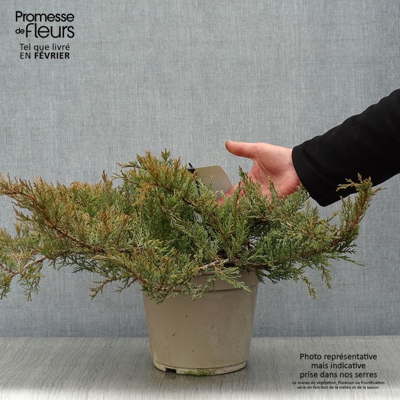 Spécimen de Juniperus sabina Rockery Gem - Genévrier sabine                   Pot de 4L/5L tel que livré en hiver