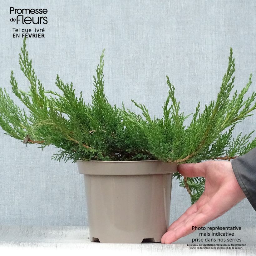 Spécimen de Juniperus sabina Tamariscifolia - Genévrier sabine Pot de 2L/3L tel que livré en hiver
