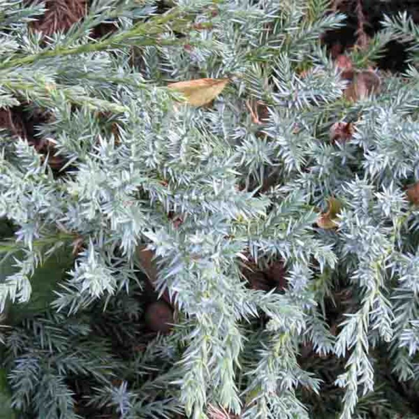 Juniperus squamata Blue Carpet (Folhagem)