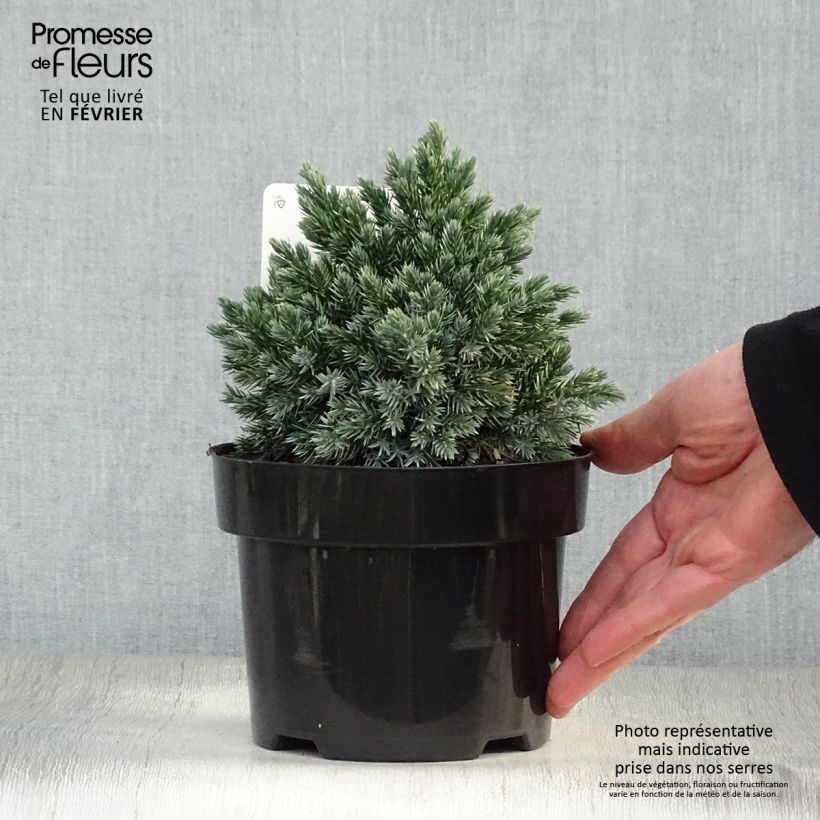 Spécimen de Juniperus squamata Blue Star - Genévrier écailleux Pot de 2L/3L tel que livré en hiver