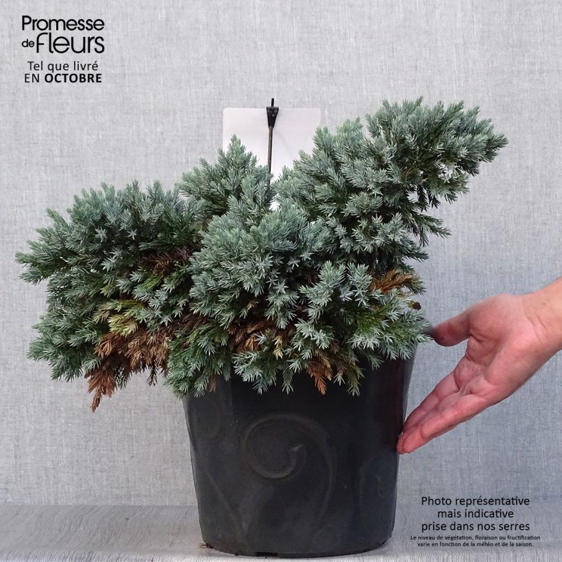 Spécimen de Juniperus squamata Blue Star - Genévrier écailleux Pot de 7,5L/10L tel que livré en automne