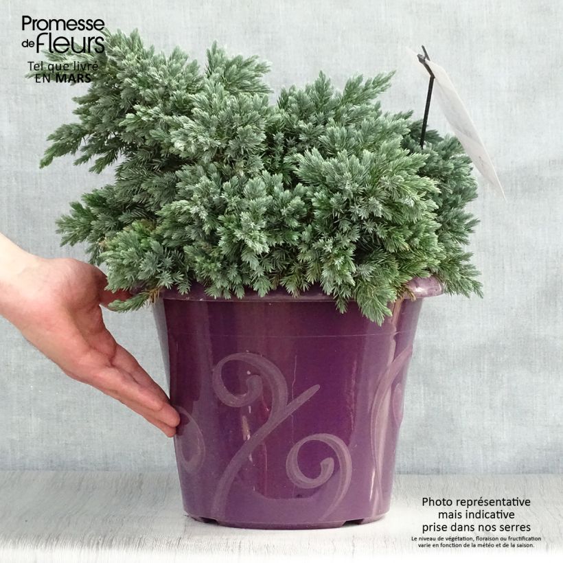 Spécimen de Juniperus squamata Blue Star - Genévrier écailleux Pot de 7,5L/10L tel que livré au printemps