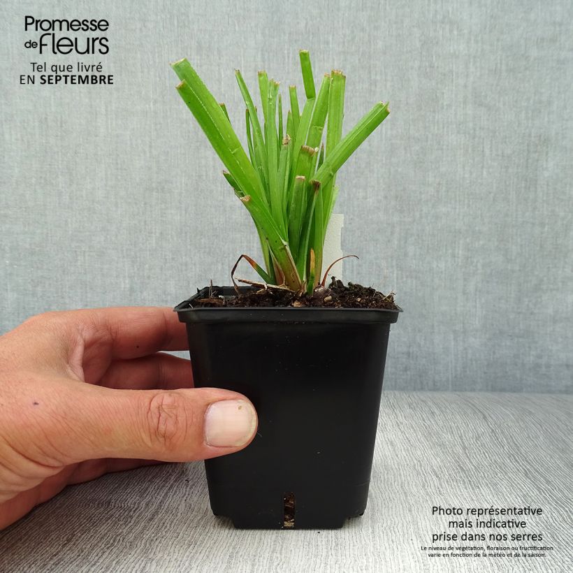 Spécimen de Kniphofia Traffic Lights - Tritoma Godet de 8/9 cm tel que livré en automne