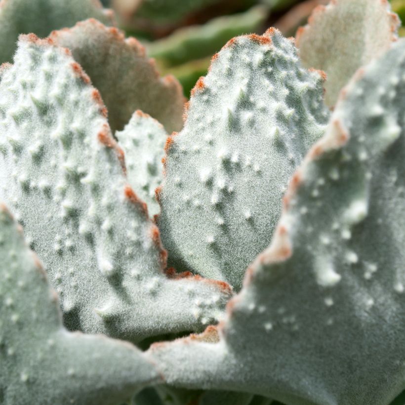 Kalanchoe beharensis Fang (Feuillage)