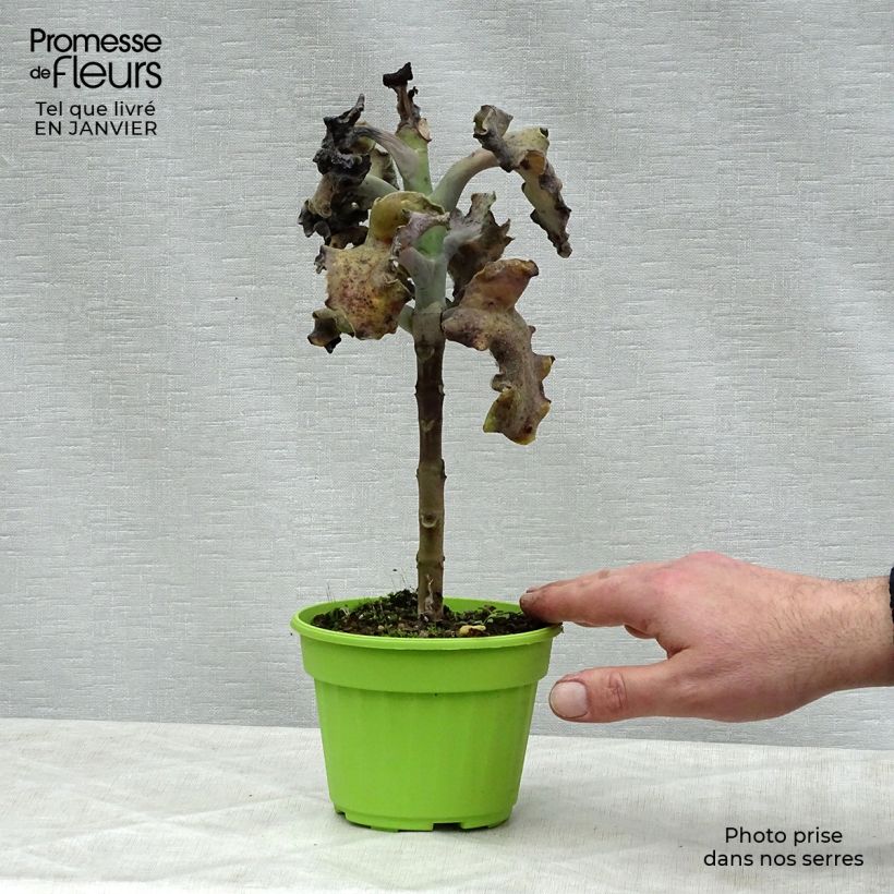 Spécimen de Kalanchoe beharensis Subnuda Pot de 12 cm / 13 cm tel que livré en hiver