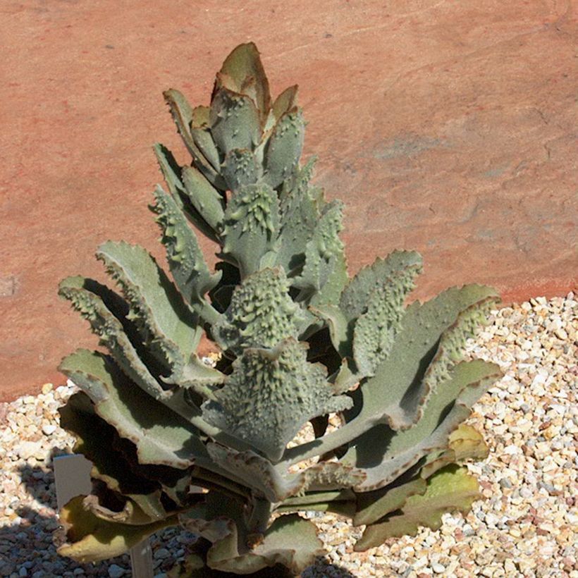Kalanchoe beharensis Fang (Port)