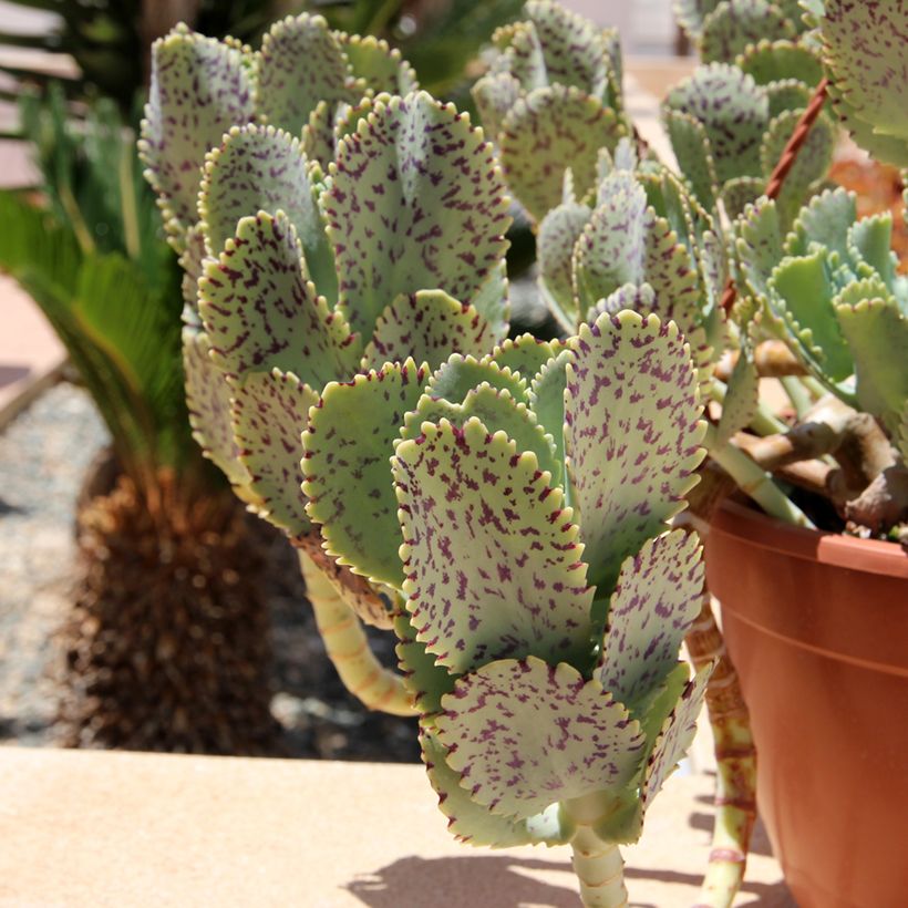 Kalanchoe marmorata - Kalanchoé marbré (Feuillage)