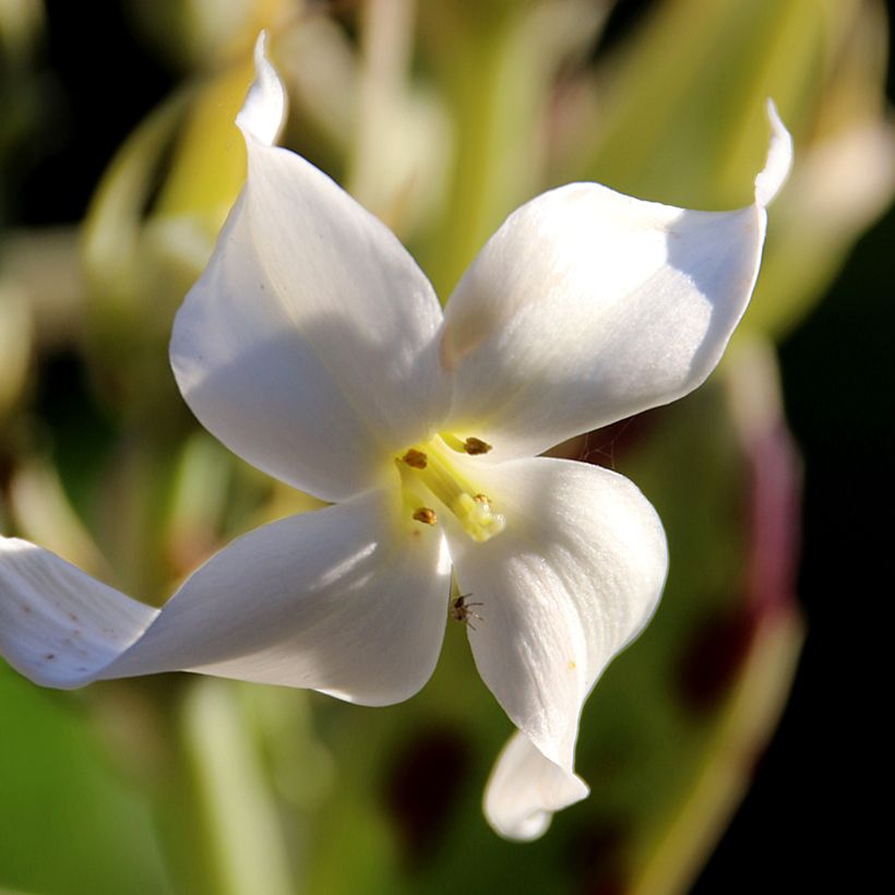 Kalanchoe marmorata - Kalanchoé marbré (Floraison)