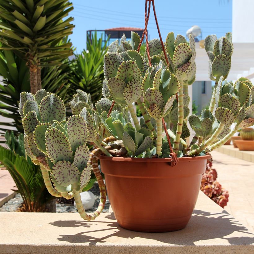 Kalanchoe marmorata - Kalanchoé marbré (Port)