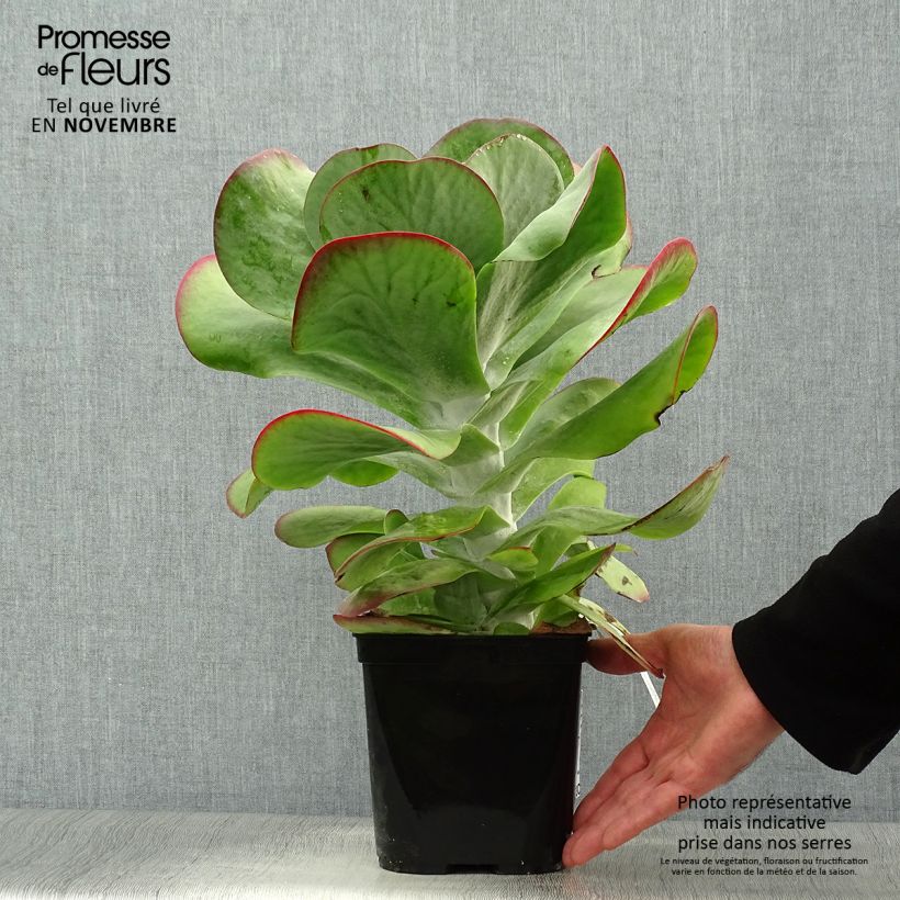 Spécimen de Kalanchoe thyrsiflora Bronze Sculpture - Kalanchoé à fleurs en thyrse Pot de 2L/3L tel que livré en automne