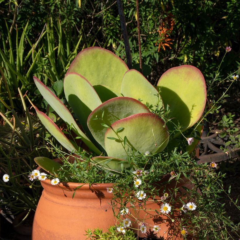 Kalanchoe thyrsiflora - Kalanchoé à thyrses (Port)